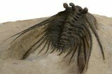 Kettneraspis Trilobite With Long Occipital - Lghaft, Morocco #310628-5